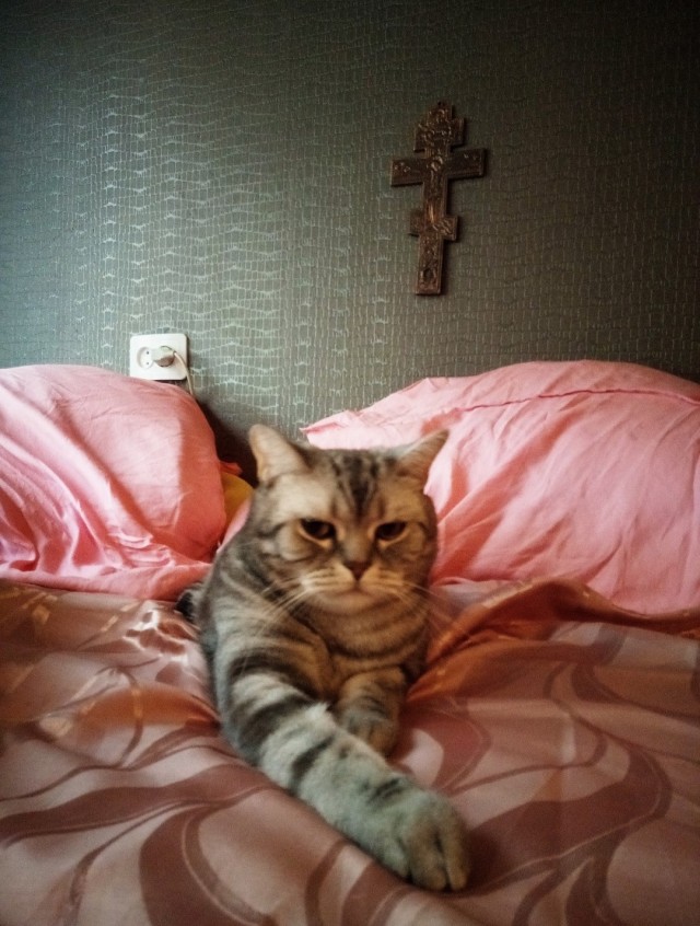 Юбилей кота 09.ХII.2013