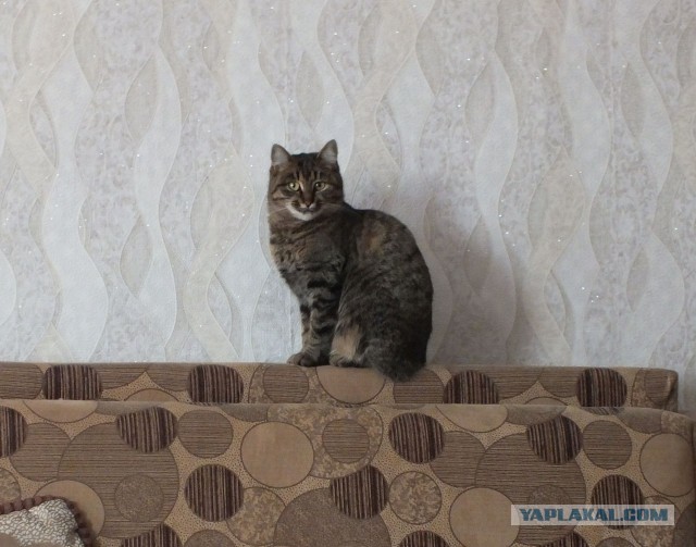 Котокартинки