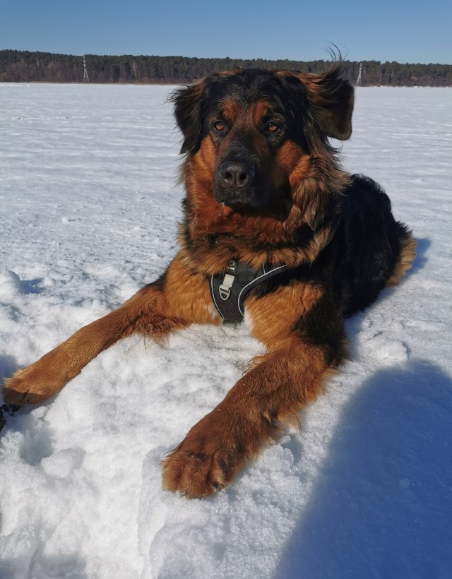 Четверг, собака