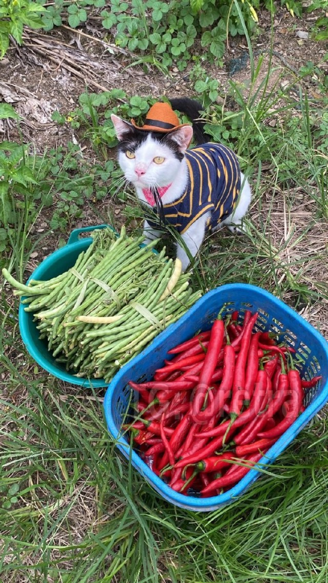 Когда батя присылает свои фотографии с дачи