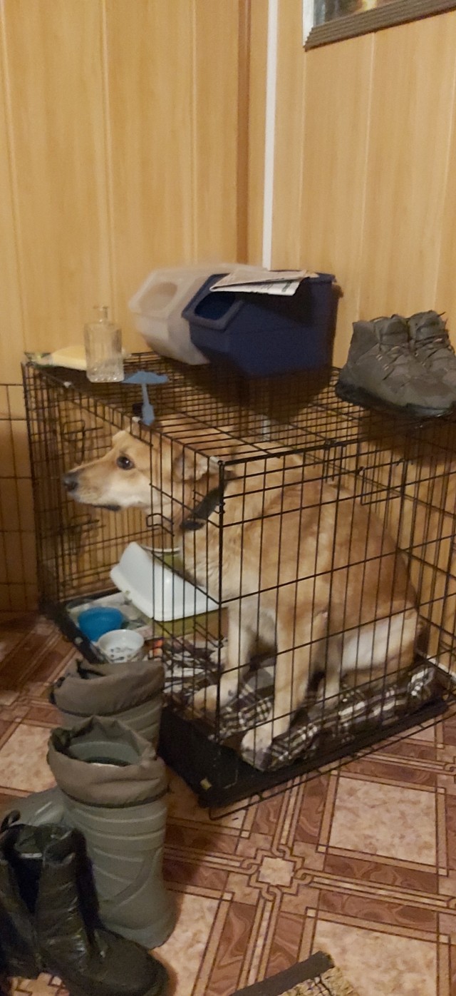 К собакочетвергу