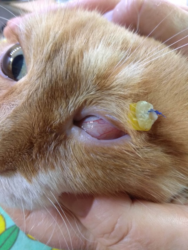 Нужна помощь по котейке!