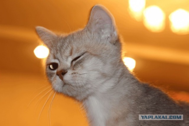 12 самых смешных котов в истории комического конкурса Comedy Pet Photography Awards