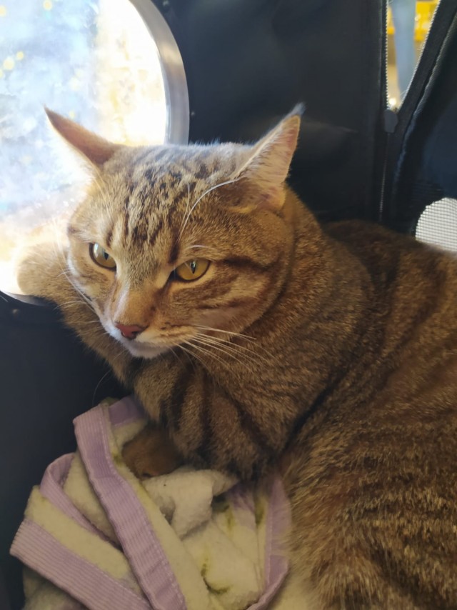 Котовторник продолжается