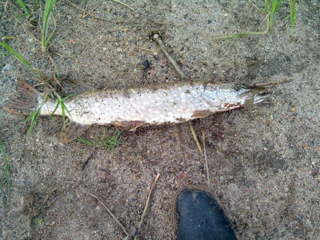 Подумал, решил, сделал