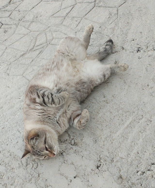 Котовторник