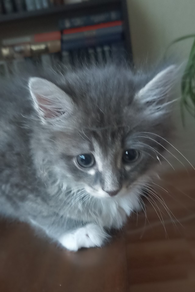Принимайте в ряды которабов