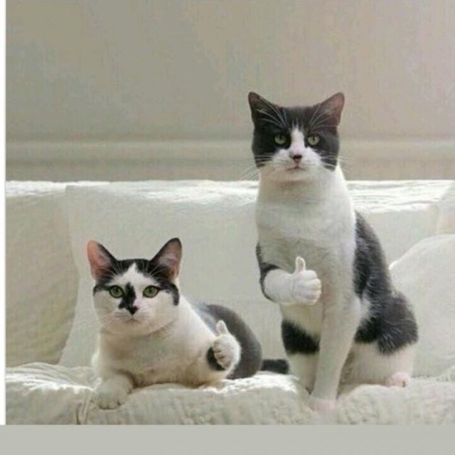 Коты и собаки