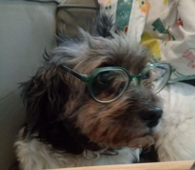 Четверг же. Где собаки?;)