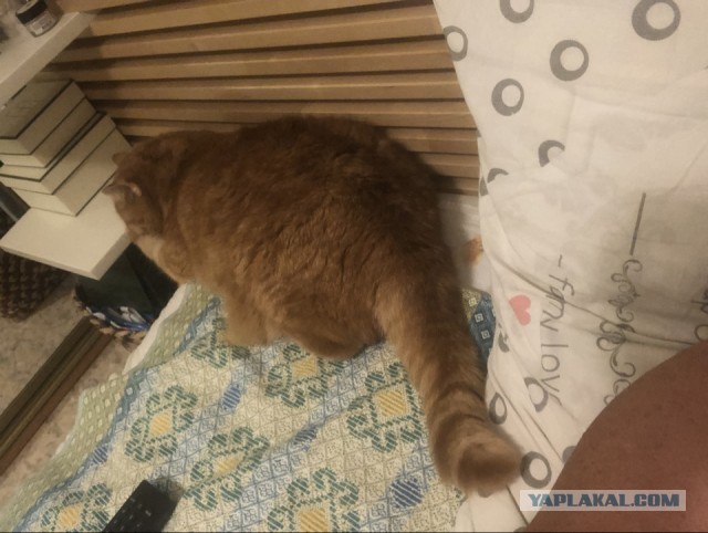 Котовторник. Где коты? Мой вот!
