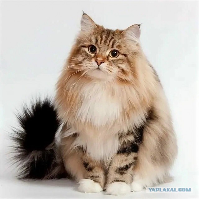 Любопытная кошка