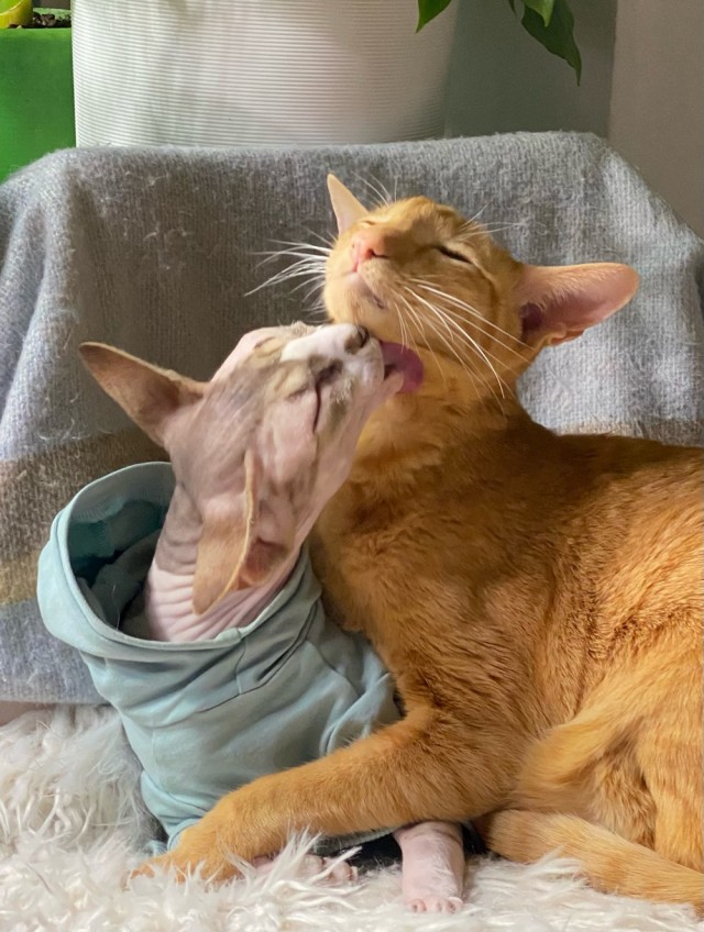 Кошачьи нежности