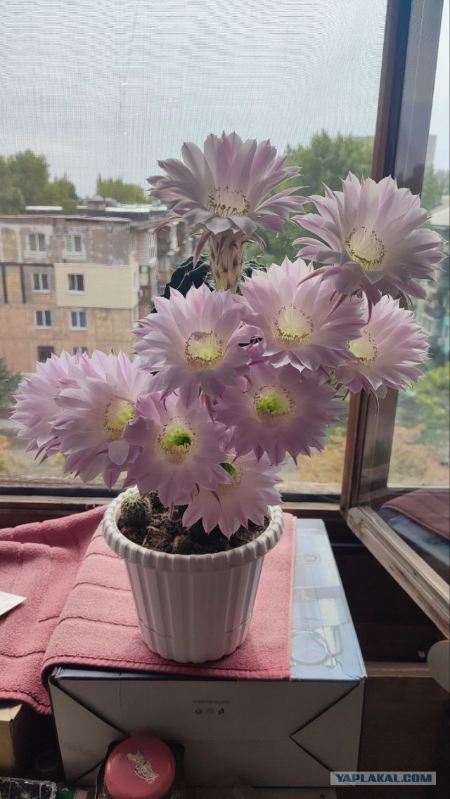Расцвел кактус