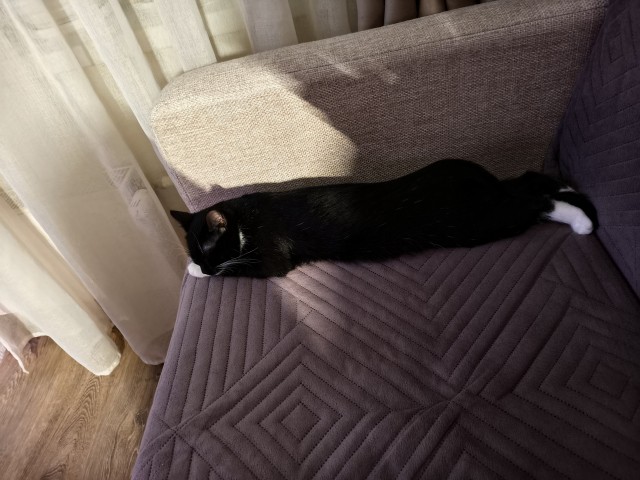 Кото-вторник.