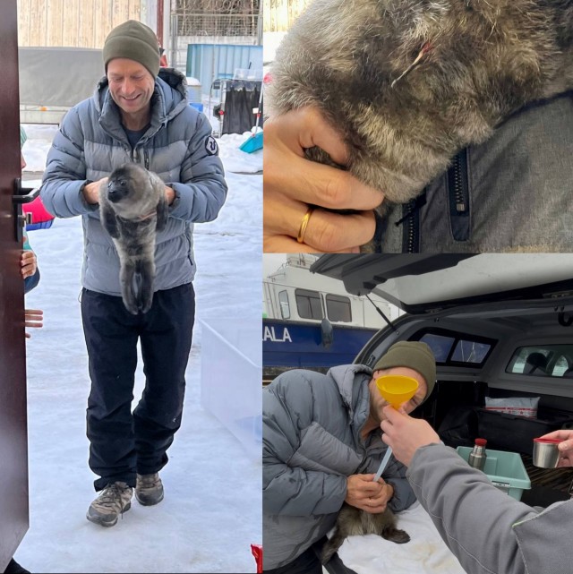 Новорождённую нерпу спасли на Ладоге