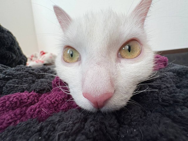 С котовторником))