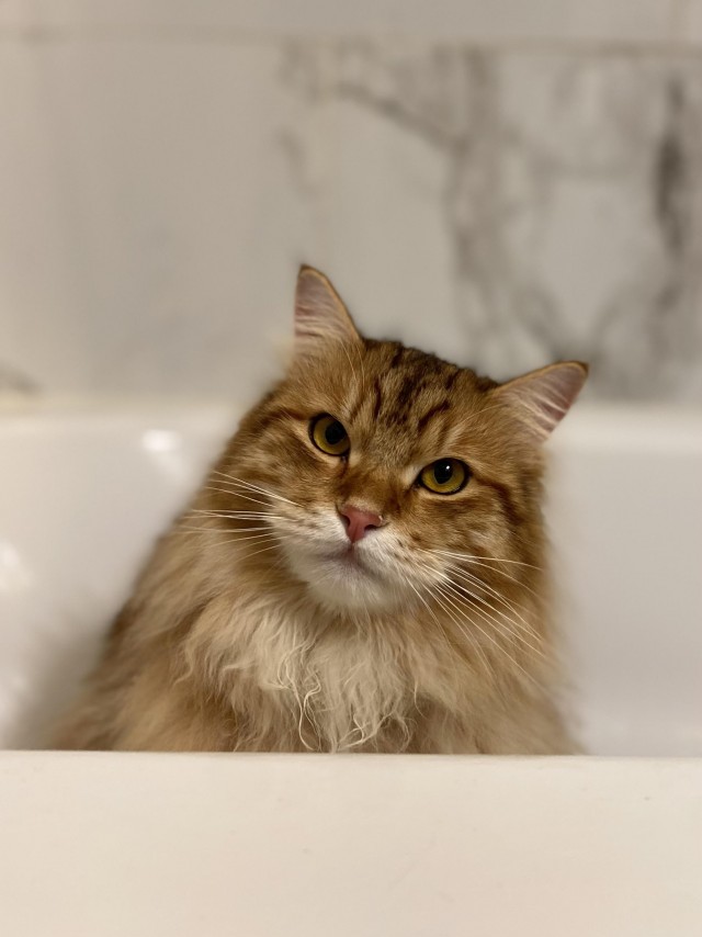 Рыжий шикарный котище