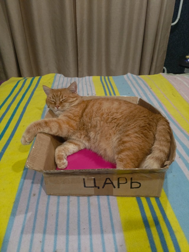 Очередной котовторник