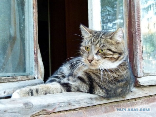 Котовторник 03.09.2013