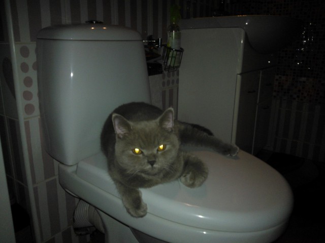 Котовторник 29.10.2013