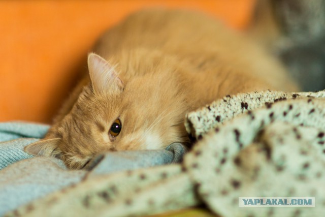 Котовторник 01.04.2014