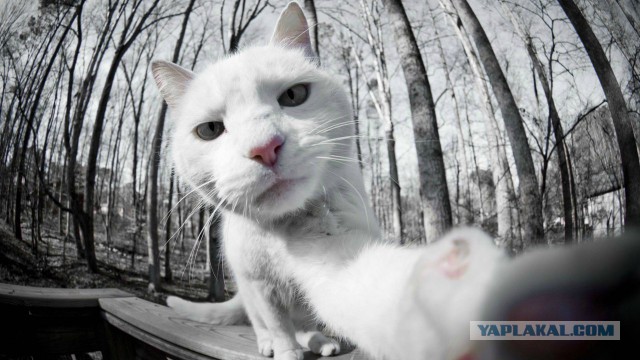 С Котовторником!