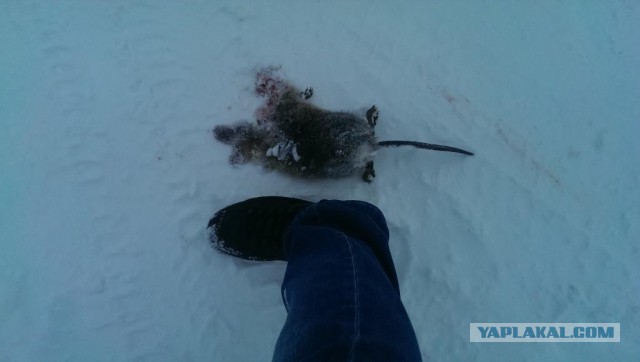 Заполярье ЯНАО