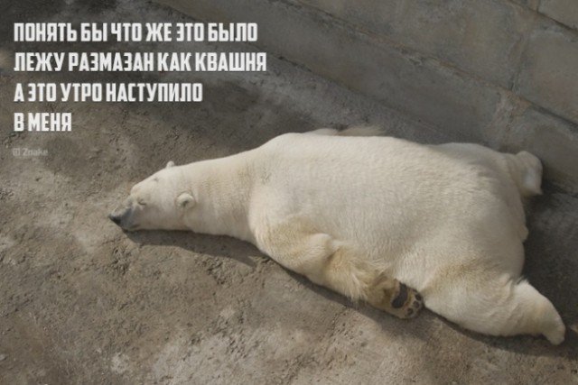 Веселые картинки