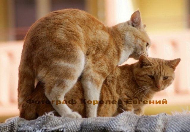 Фотограф с тремя восклицательными знаками