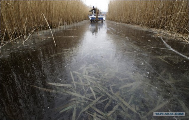 Скованная морозами