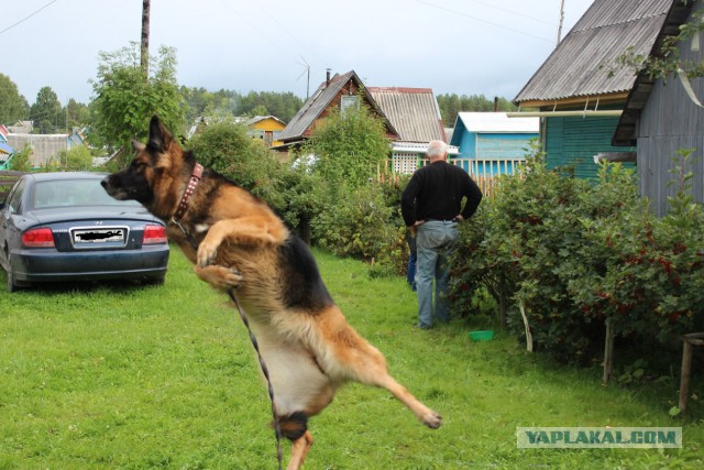 Наши животные