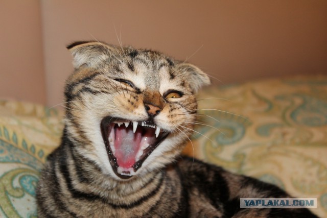 Котовторник 20.01.2015