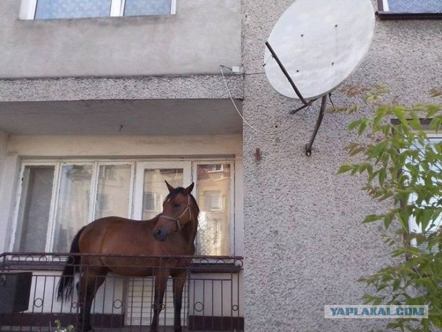 Это Россия, детка