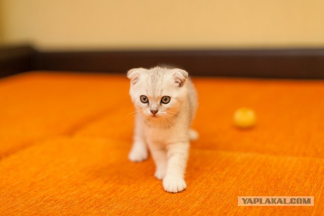 Котовторник
