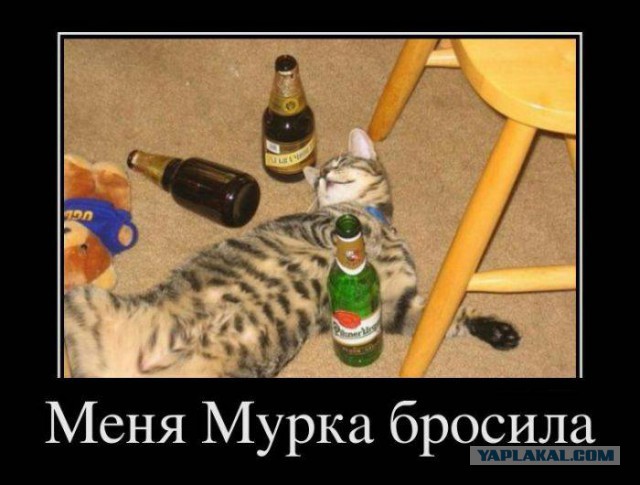 Веселости которые встретились сегодня