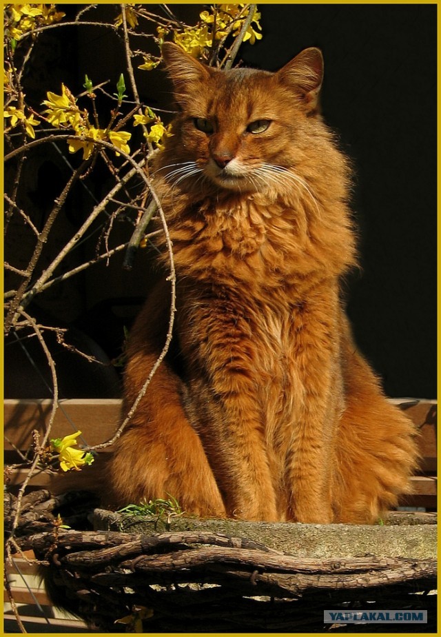 Котовторник 12.03.13
