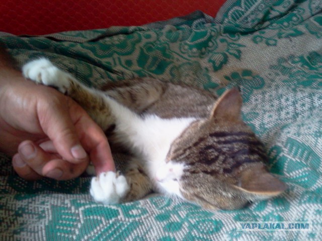 Котовторник