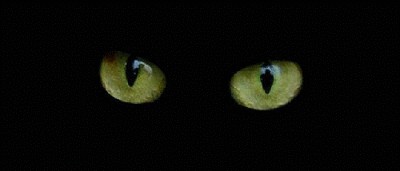Нельзя недооценивать котейку