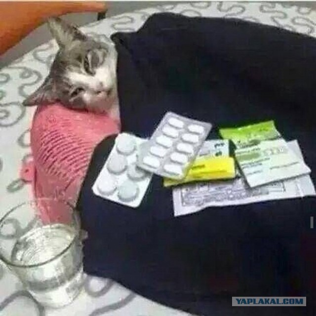 Известные котомемы.