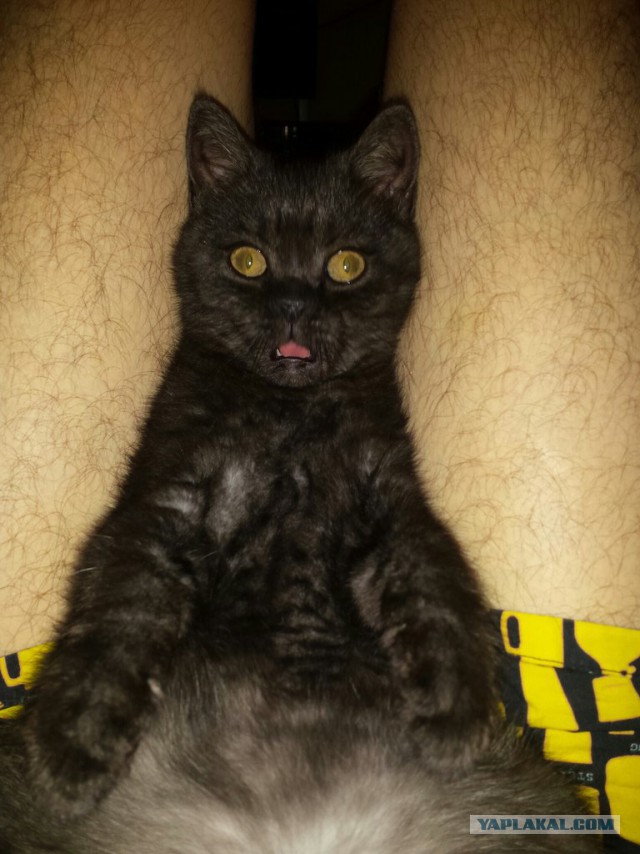 Косоглазые котики