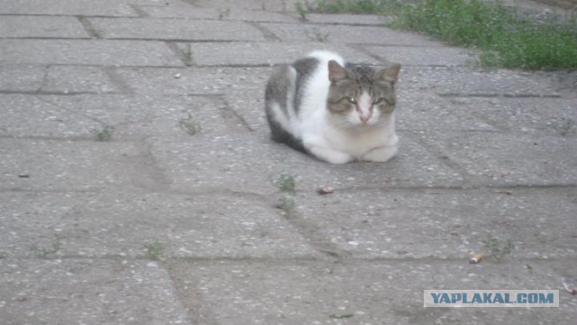 Котовторник 04.08.2015