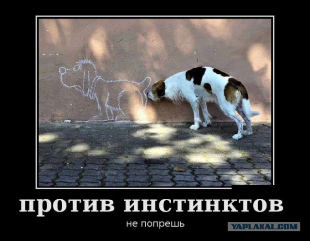 Подборка баянов.
