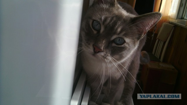 Котовторник