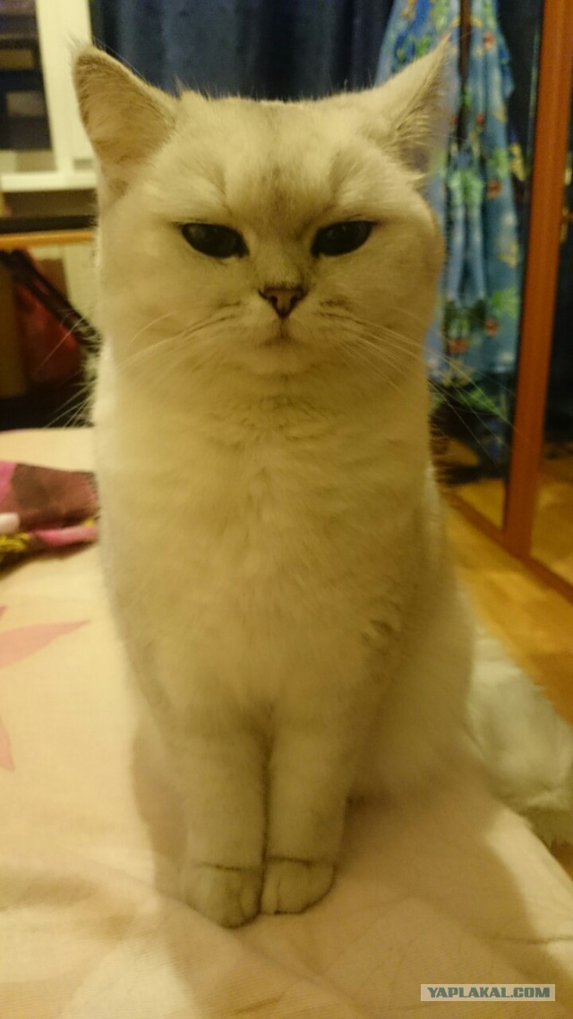 Котовторник 03.11.2015