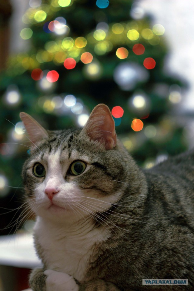 Котооо-о-о-вторник