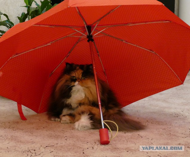 Пост невероятной кошачьей красоты. 25 фот.