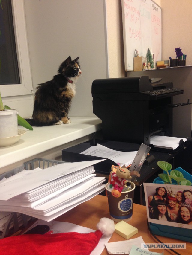 Котовторник