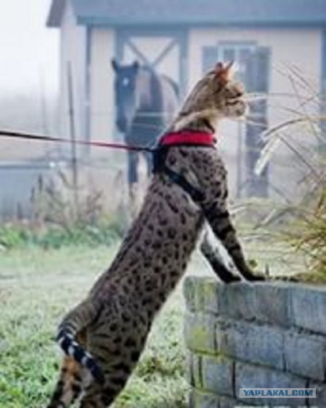 Котовторник 12.04