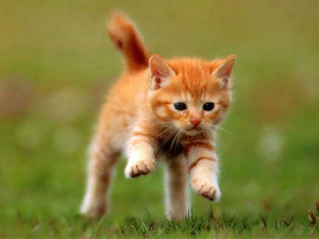 КошкоЛето!