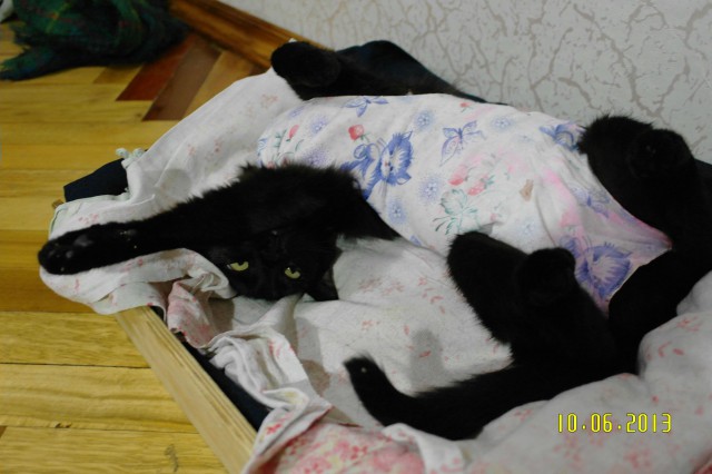 Кошка после стерелизации